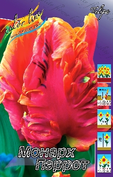 Tulipa Monarch Parrot